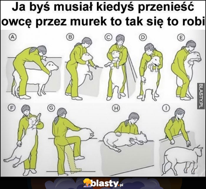 Jakbyś musiał kiedyś przenieść owcę przez murek to tak się to robi instrukcja poradnik Jakbyś musiał kiedyś przenieść owcę przez murek to tak się to robi instrukcja poradnik