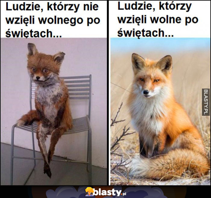 Ludzie którzy nie wzięli wolnego po świętach vs ludzie którzy wzięli lis lisek Ludzie którzy nie wzięli wolnego po świętach vs ludzie którzy wzięli lis lisek