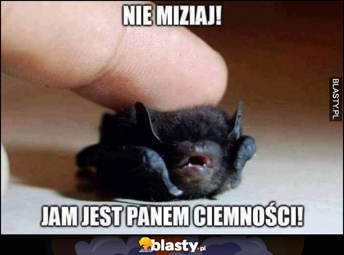 Mały nietoperz nie miziaj, jam jest panem ciemności! Mały nietoperz nie miziaj, jam jest panem ciemności!