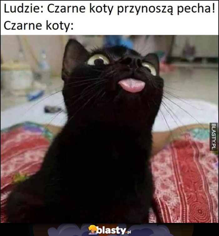 Ludzie: czarne koty przynoszą pecha tymczasem czarny kot słodziak Ludzie: czarne koty przynoszą pecha tymczasem czarny kot słodziak