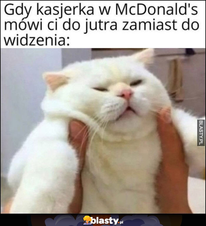 Gruby kot gdy kasjerka w McDonalds mówi ci do jutra zamiast do widzenia Gruby kot gdy kasjerka w McDonalds mówi ci do jutra zamiast do widzenia