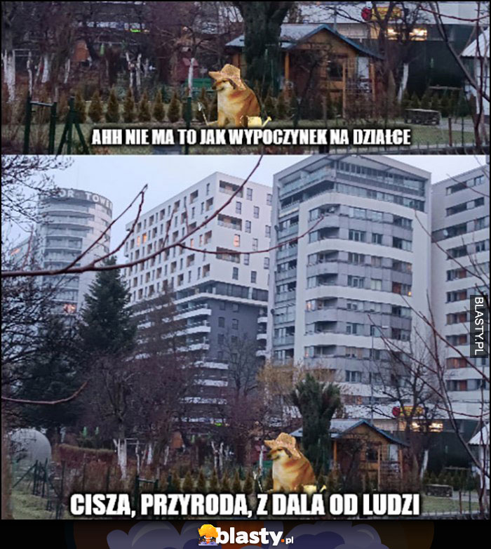 Pies pieseł doge cheems nie ma to jak wypoczynek na działce pod blokami w dużym mieście Pies pieseł doge cheems nie ma to jak wypoczynek na działce pod blokami w dużym mieście