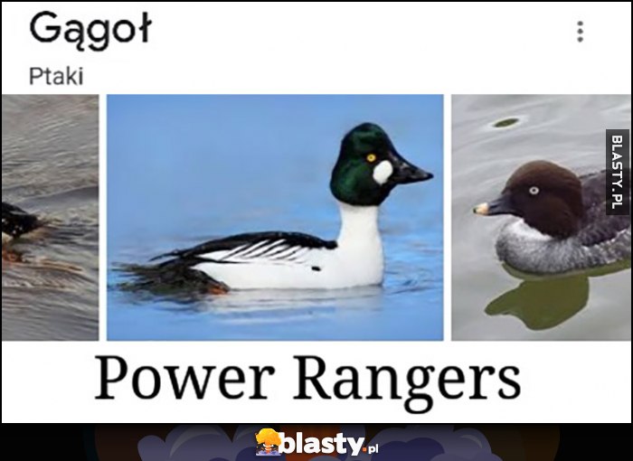 Gągoł power rangers gatunek ptaka Gągoł power rangers gatunek ptaka