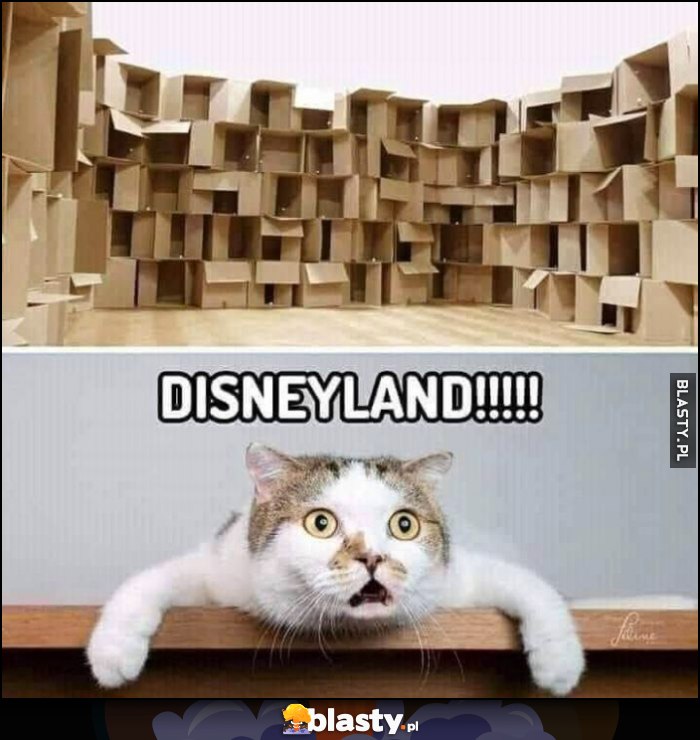 Kot sterta pudełek myśli sobie Disneyland Kot sterta pudełek myśli sobie Disneyland