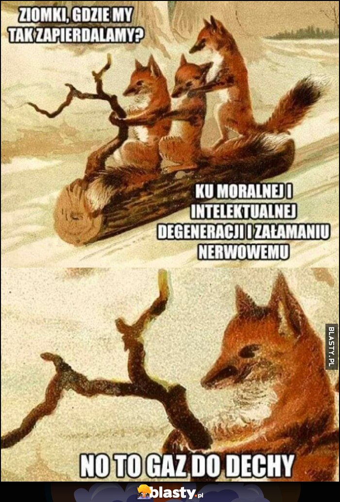 Ziomki gdzie my tak zapierdalamy? Ku moralnej i intelektualnej degeneracji i załamaniu nerwowemu. No to gaz do dechy. Lisy na kłodzie drzewie Ziomki gdzie my tak zapierdalamy? Ku moralnej i intelektualnej degeneracji i załamaniu nerwowemu. No to gaz do dechy. Lisy na kłodzie drzewie