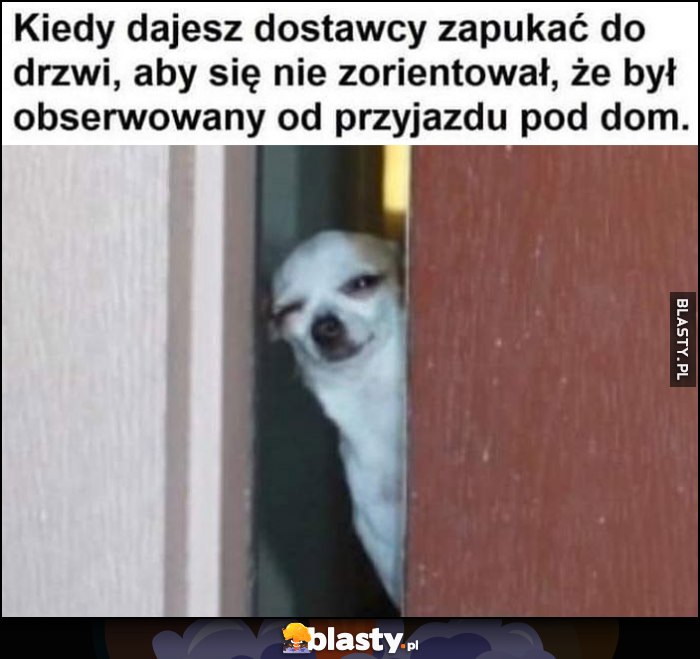 Kiedy dajesz dostawcy zapukać do drzwi, aby się nie zorientował, że był obserwowany od przyjazdu pod dom pies piesek Kiedy dajesz dostawcy zapukać do drzwi, aby się nie zorientował, że był obserwowany od przyjazdu pod dom pies piesek