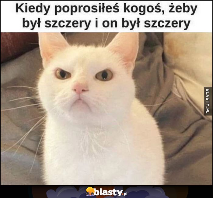 Kiedy poprosiłeś kogoś, żeby był szczery i on był szczery zły kot kotek Kiedy poprosiłeś kogoś, żeby był szczery i on był szczery zły kot kotek