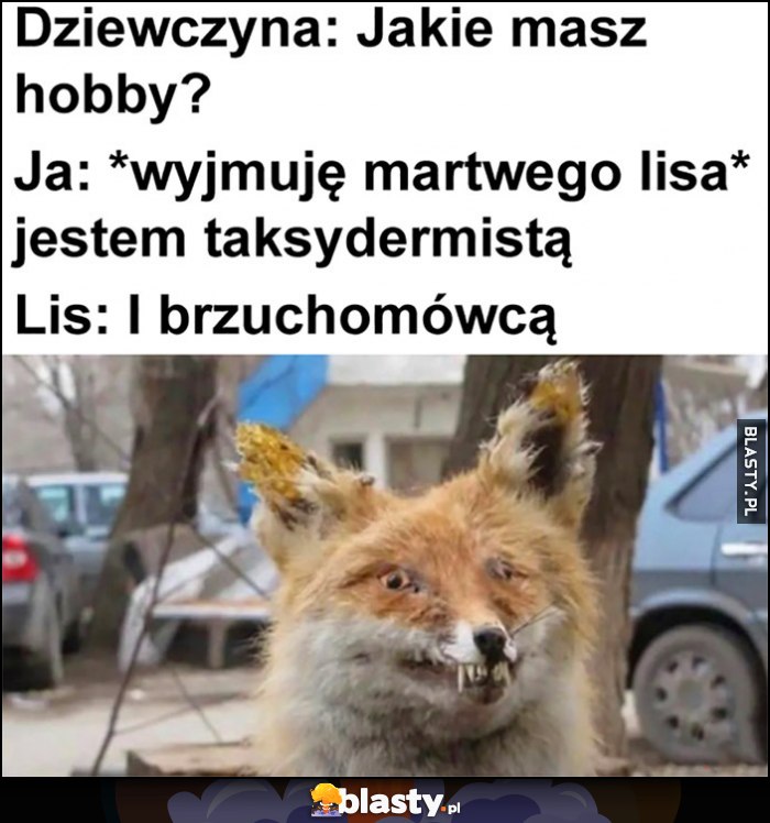 Dziewczyna: jakie masz hobby? Ja: wyjmuję martwego lisa jestem taksydermistą, lis: i brzuchomówcą Dziewczyna: jakie masz hobby? Ja: wyjmuję martwego lisa jestem taksydermistą, lis: i brzuchomówcą