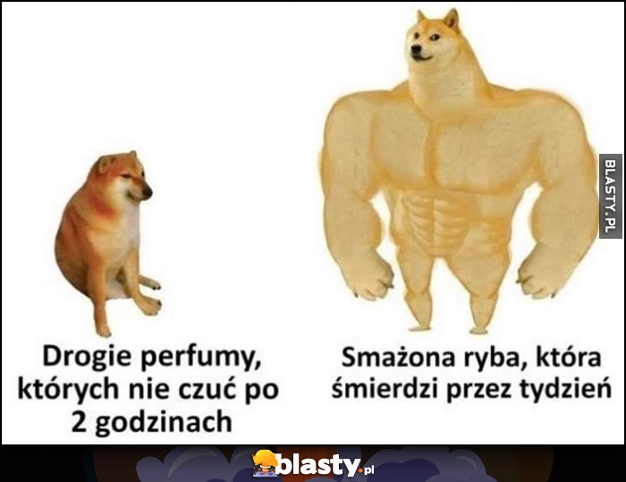 Drogie perfumy, których nie czuć po 2 godzinach vs smażona ryba, która śmierdzi przez tydzień pies pieseł doge cheems Drogie perfumy, których nie czuć po 2 godzinach vs smażona ryba, która śmierdzi przez tydzień pies pieseł doge cheems