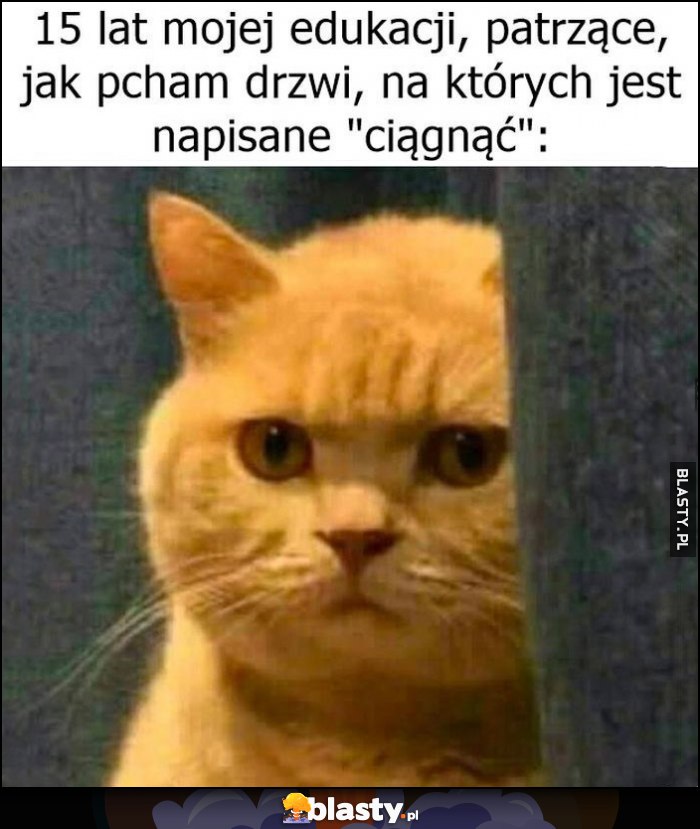 Kot 15 lat mojej edukacji patrzące jak pcham drzwi na których jest napisane Kot 15 lat mojej edukacji patrzące jak pcham drzwi na których jest napisane