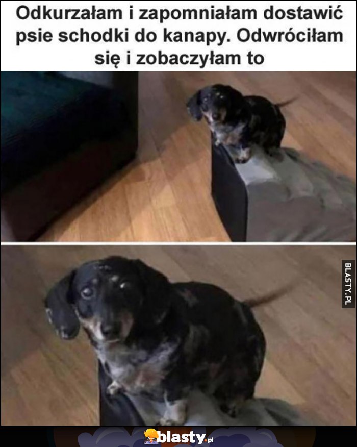 Odkurzałam i zapomniałam dostawić psie schodki do kanapy, odwróciłam się i zobaczyłam to smutny piesek pies Odkurzałam i zapomniałam dostawić psie schodki do kanapy, odwróciłam się i zobaczyłam to smutny piesek pies