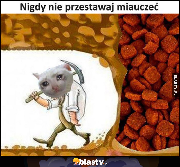 Nigdy nie przestawaj miauczeć kot prawie dokopał się do karmy Nigdy nie przestawaj miauczeć kot prawie dokopał się do karmy