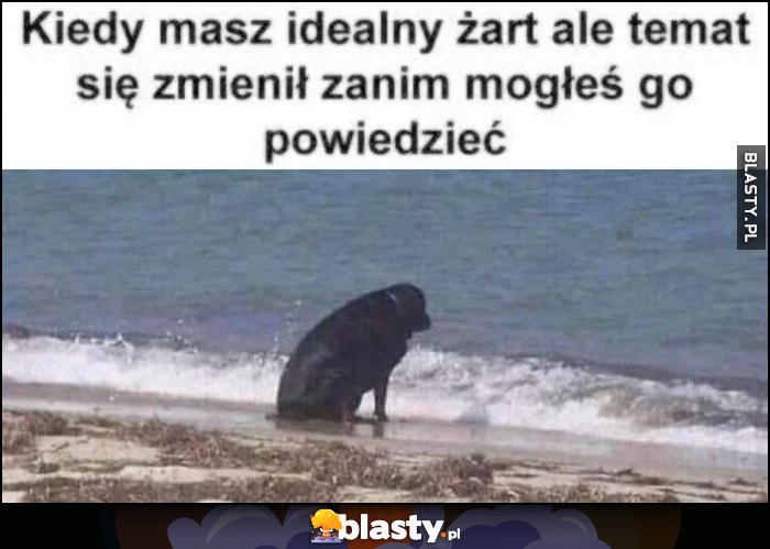 Kiedy masz idealny żart ale temat się zmienił zanim mogłeś go powiedzieć smutny pies patrzy w morze ocean Kiedy masz idealny żart ale temat się zmienił zanim mogłeś go powiedzieć smutny pies patrzy w morze ocean