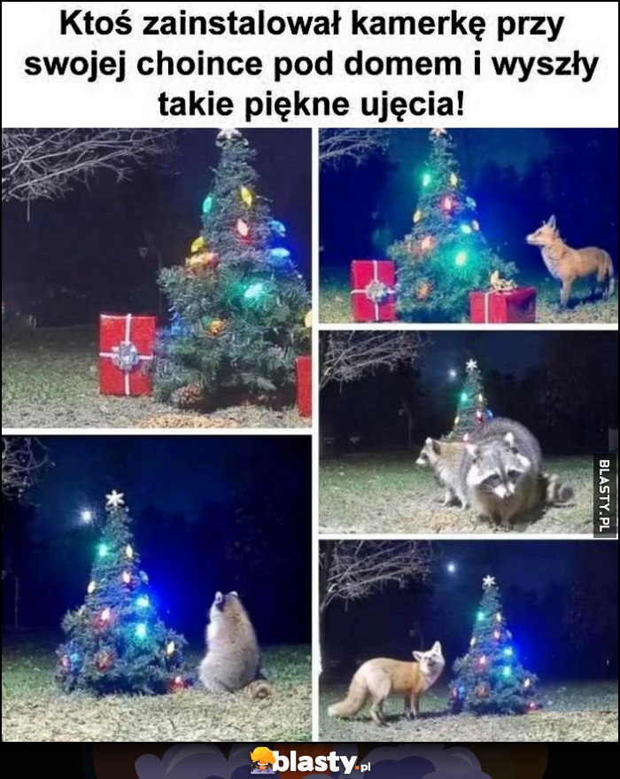 Ktoś zainstalował kamerkę przy swojej choince pod domem i wyszły takie piękne ujęcia lis szop szopy zwierzęta Ktoś zainstalował kamerkę przy swojej choince pod domem i wyszły takie piękne ujęcia lis szop szopy zwierzęta