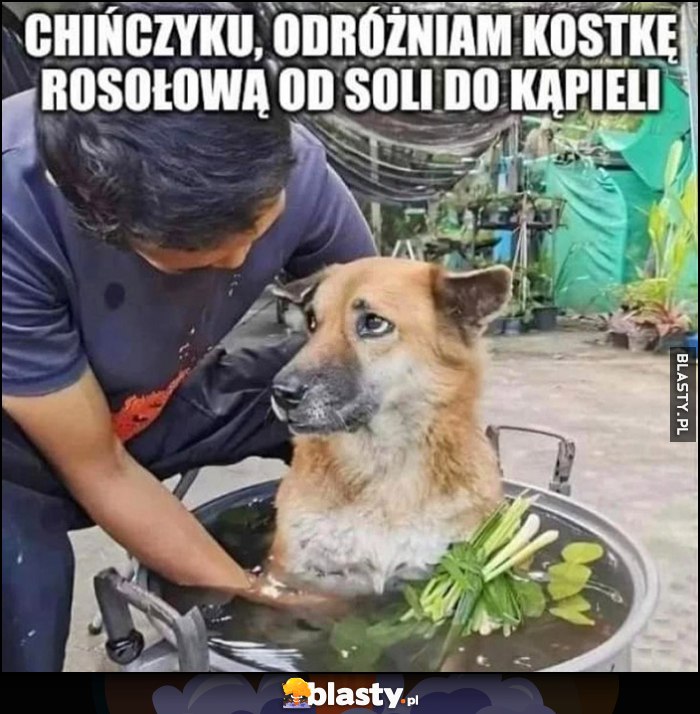 Pies w zupie chińczyku odróżniam kostkę rosołowa od soli do kąpieli Pies w zupie chińczyku odróżniam kostkę rosołowa od soli do kąpieli