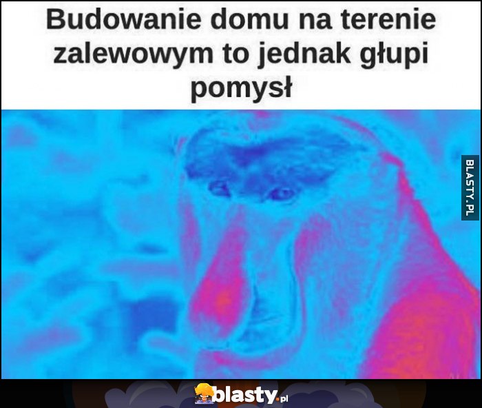 Budowanie domu na terenie zalewowym to jednak głupi pomysł Polak nosacz małpa Budowanie domu na terenie zalewowym to jednak głupi pomysł Polak nosacz małpa