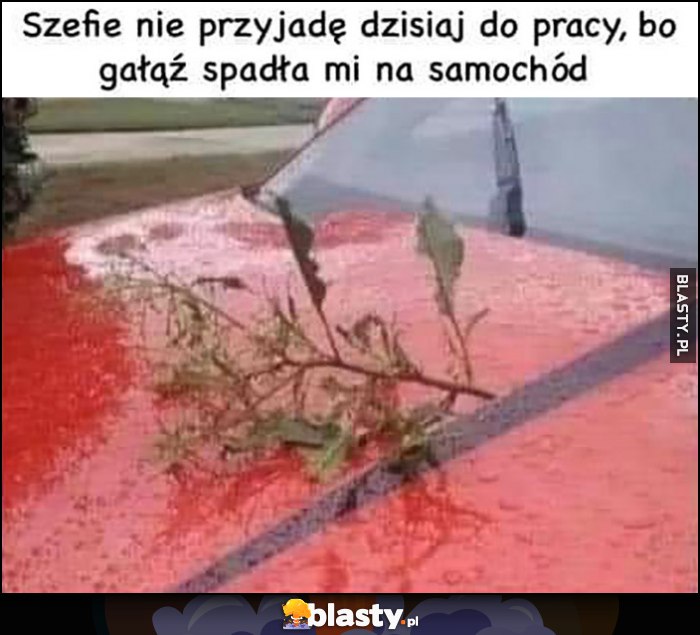 Szefie nie przyjadę dzisiaj do pracy, bo gałąź spadła mi na samochód Szefie nie przyjadę dzisiaj do pracy, bo gałąź spadła mi na samochód