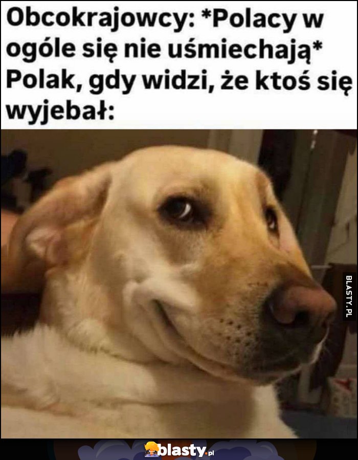 Obcokrajowcy: *Polacy w ogóle się nie uśmiechają* tymczasem Polak gdy widzi że ktoś się wywalił uśmiechnięty pies piesek Obcokrajowcy: *Polacy w ogóle się nie uśmiechają* tymczasem Polak gdy widzi że ktoś się wywalił uśmiechnięty pies piesek