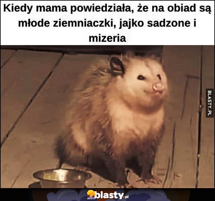 Kiedy mama powiedziała, że na obiad są młode ziemniaczki, jajko sadzone i mizeria zadowolony Kiedy mama powiedziała, że na obiad są młode ziemniaczki, jajko sadzone i mizeria zadowolony