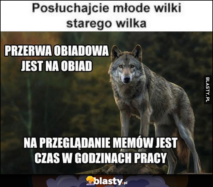 Posłuchajcie młode wilki starego wilka: przerwa obiadowa jest na obiad, na przeglądanie memów jest czas w godzinach pracy Posłuchajcie młode wilki starego wilka: przerwa obiadowa jest na obiad, na przeglądanie memów jest czas w godzinach pracy