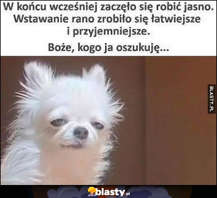 W końcu wcześniej zaczęło się robić jasno, wstawanie rano zrobiło się łatwiejsze i przyjemniejsze. Boże, kogo ja oszukuję pies piesek W końcu wcześniej zaczęło się robić jasno, wstawanie rano zrobiło się łatwiejsze i przyjemniejsze. Boże, kogo ja oszukuję pies piesek