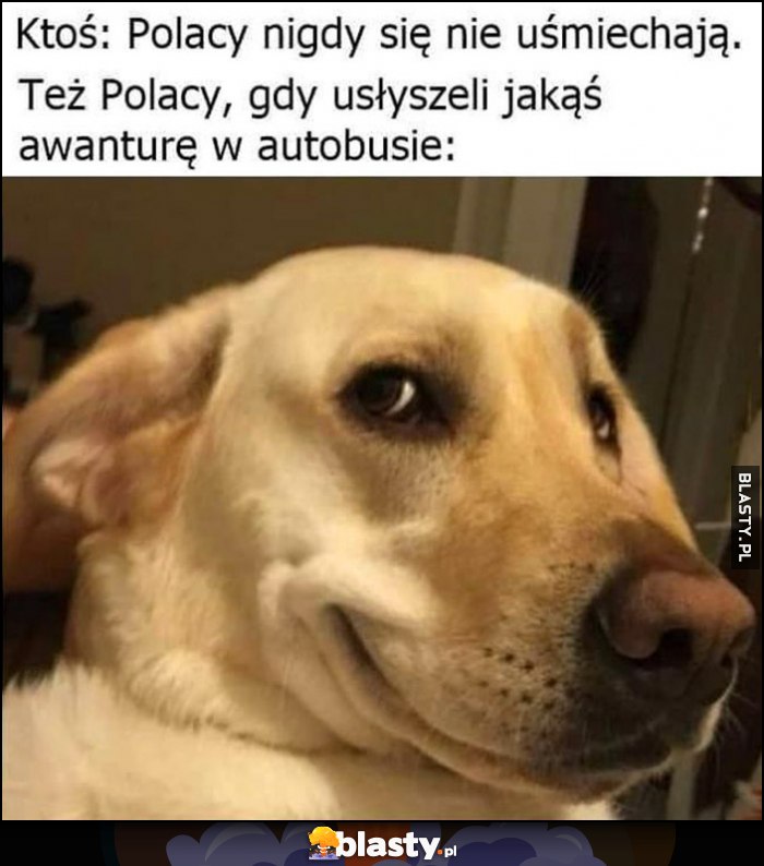 Ktoś: Polacy nigdy się nie uśmiechają vs pies piesek też polacy gdy usłyszeli jakąś awanturę w autobusie Ktoś: Polacy nigdy się nie uśmiechają vs pies piesek też polacy gdy usłyszeli jakąś awanturę w autobusie