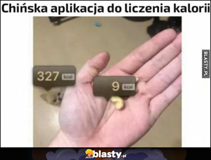 Chińska aplikacja do liczenia kalorii podaje ile kalorii ma pies Chińska aplikacja do liczenia kalorii podaje ile kalorii ma pies
