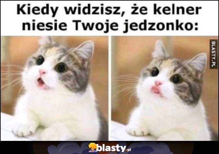 Kiedy widzisz, że kelner niesie Twoje jedzonko kot kotek reakcja Kiedy widzisz, że kelner niesie Twoje jedzonko kot kotek reakcja