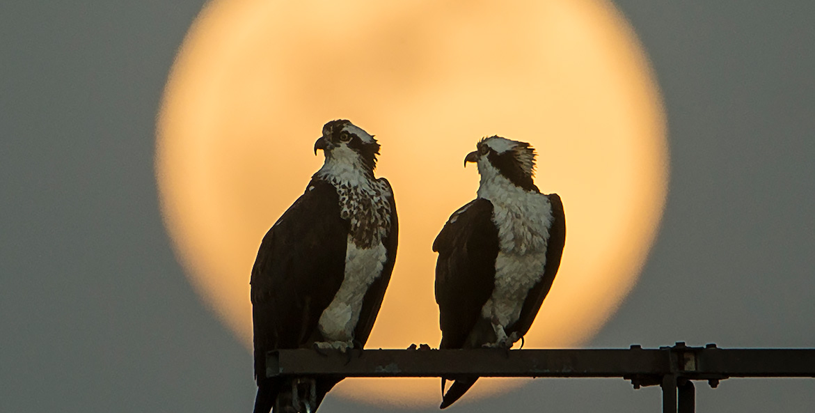 Two osprey sit on a perch with a full moon rising behind them.