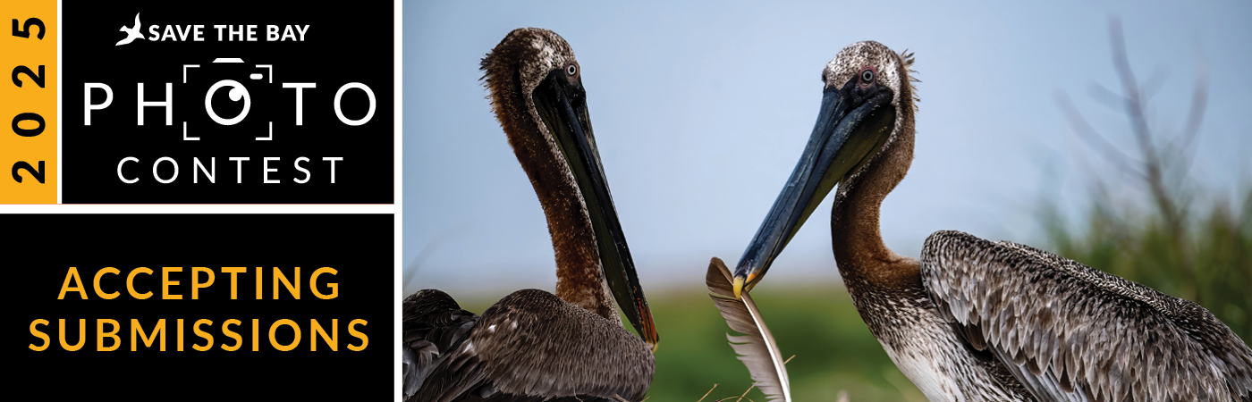 Image of two pelicans flanked by the 2025 Save the Bay Photo Contest logo and text Accepting Submissions.