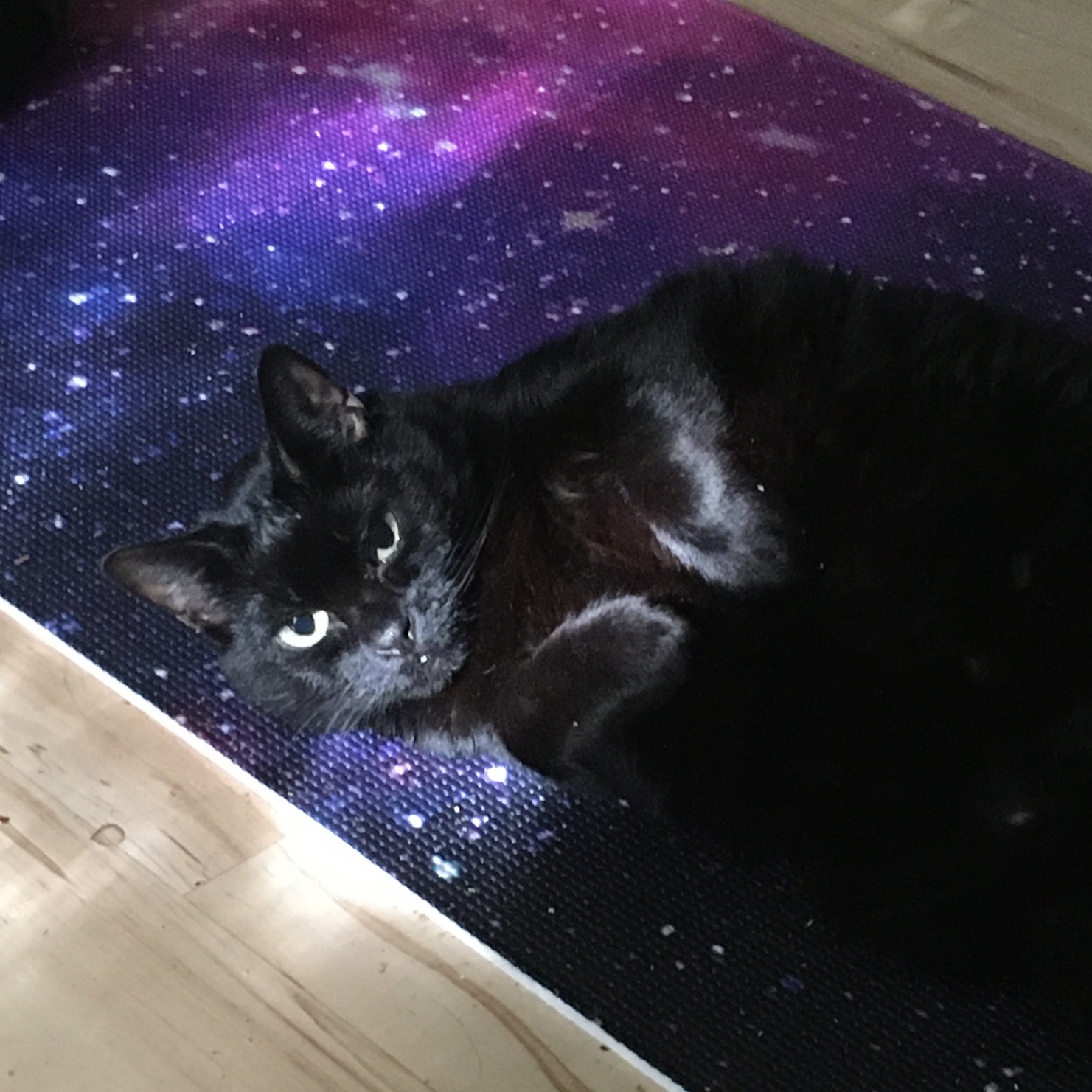 A black cat lying on her side on a purple and pink galaxy mat, looking up at the camera, her paws tucked up against her chest.