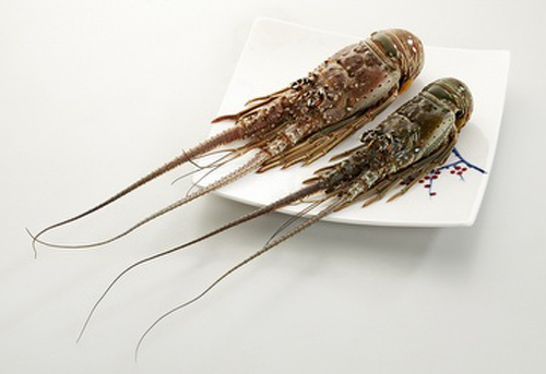 Spiny Lobster