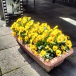 黄色いパンジーの花