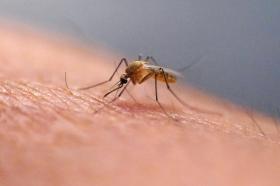 Chikungunya_Explainer_05455 A mosquito feeds at the Salt Lake City Mosquito Abatement District on July 26, 2023, in Salt Lake City. (AP Photo/Rick Bowmer, File)