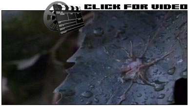 Invasion Of The Body Snatchers (1978) - The spores spread