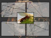 Research Fellow, Institute of Zoology, London