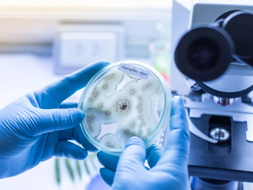 ERMI Testing: A Comprehensive Guide to Environmental Mold Testing 44 shutterstock 633517901 scaled