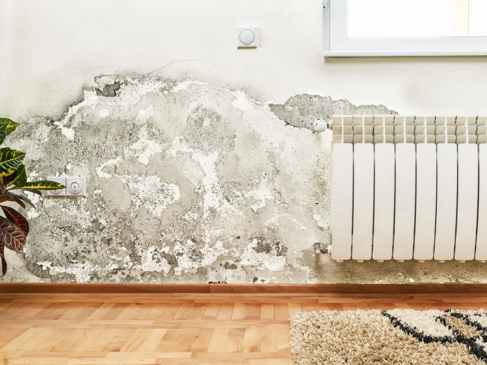 How long does it take to remove mold from a house? 37 shutterstock 299657615 1 scaled