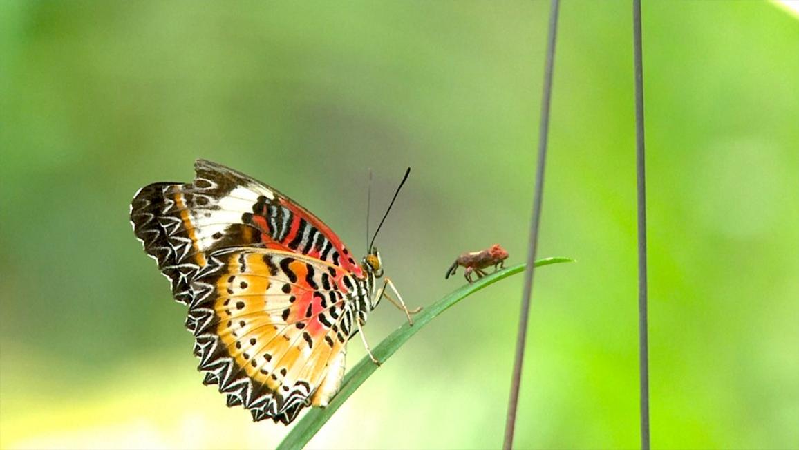 Il Parlamento invita l'UE a fare di più per gli insetti impollinatori