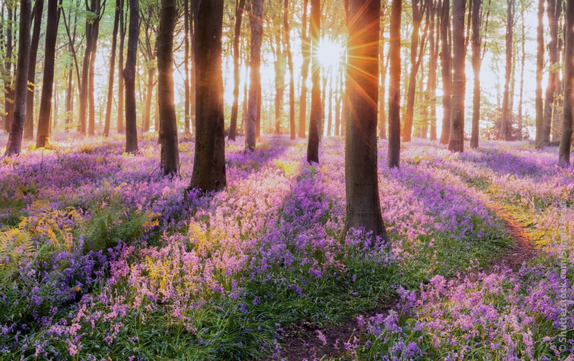 In foto: una foresta in primavera