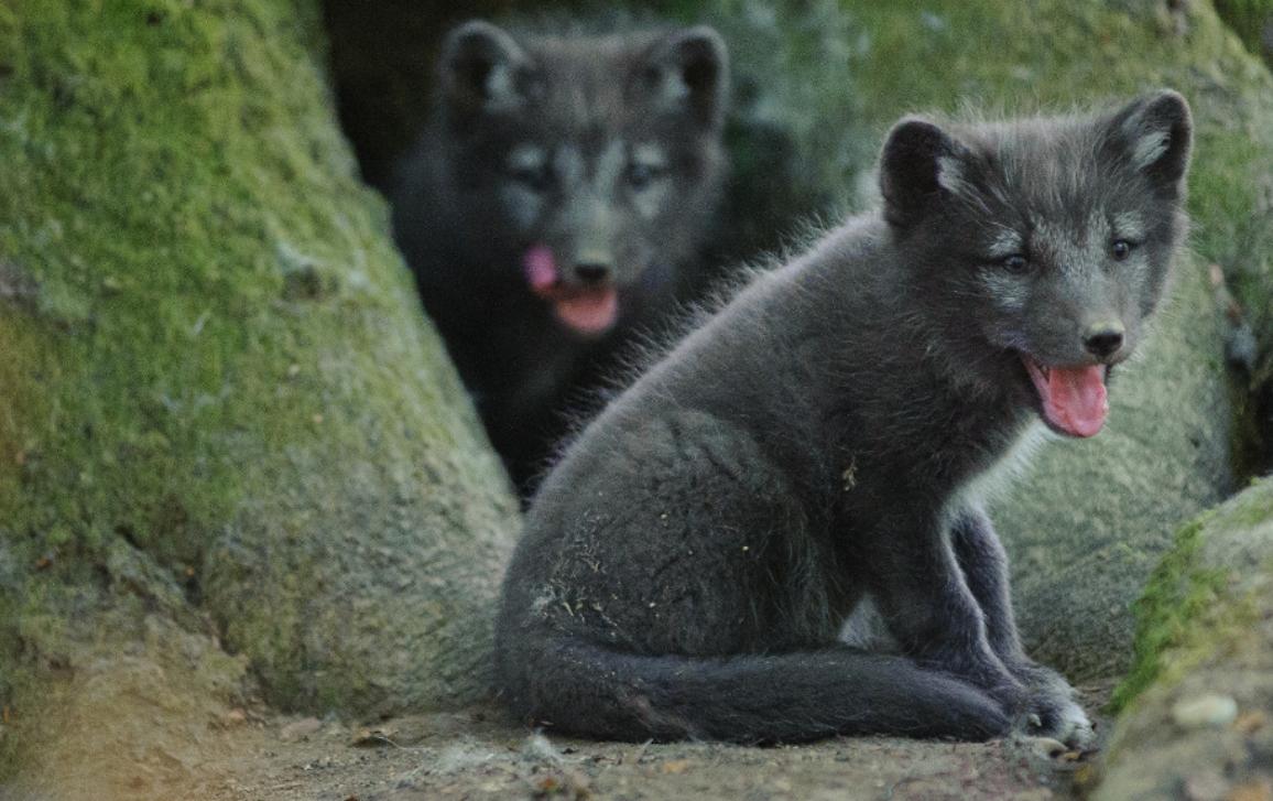 La perdita di biodiversità è diventata una minaccia significativa per il nostro stile di vita. Secondo il PE, urge una legge sulla biodiversità dell'UE per proteggere la nostra fauna selvatica e i nostri ecosistemi. Bisogna proteggere almeno il 30% dei terreni e dei mari, come pure gli impollinatori, che sono una parte vitale delle nostre catene alimentari. Inoltre, occorrono norme vincolanti per promuovere la biodiversità nelle nostre città.