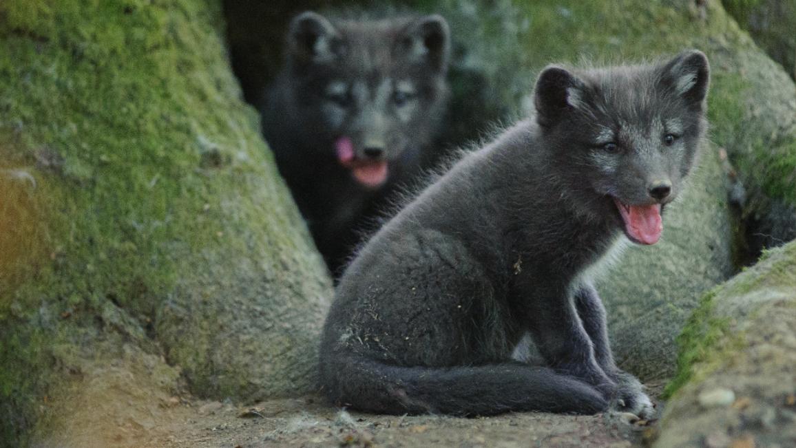 La perdita di biodiversità è diventata una minaccia significativa per il nostro stile di vita. Secondo il PE, urge una legge sulla biodiversità dell'UE per proteggere la nostra fauna selvatica e i nostri ecosistemi. Bisogna proteggere almeno il 30% dei terreni e dei mari, come pure gli impollinatori, che sono una parte vitale delle nostre catene alimentari. Inoltre, occorrono norme vincolanti per promuovere la biodiversità nelle nostre città.