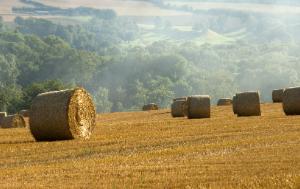 Agriculture field hay