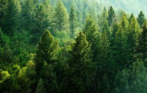 Photo representing a forest with of lot of big fir trees