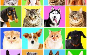 Dogs and cats portraits on bright backgrounds