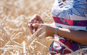 A woman with a spike of a wheat plant in her hands, checking the quality of the seeds