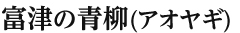 富津の青柳(アオヤギ)