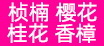 法桐
