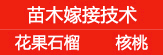 红叶李 紫叶稠李