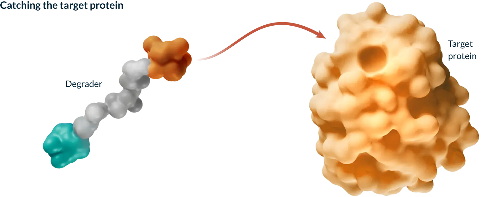 Step 1 of 4: Kymera’s tri-colored heterobifunctional degrader molecule is about to catch a disease-causing target protein.